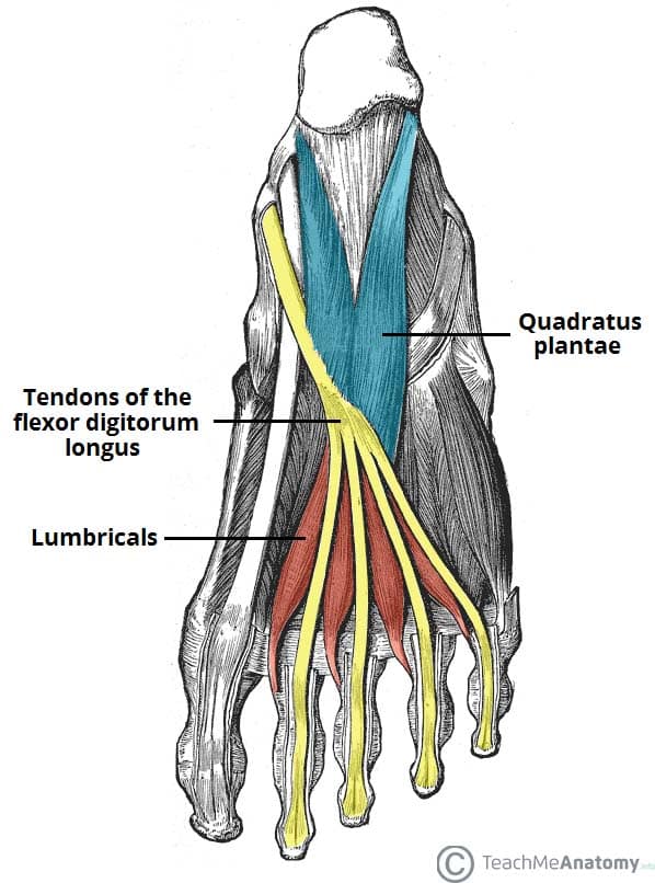 <p>Proximal Attachment (O): Tendons of flexor digitorum longus</p><p>Distal Attachment (I): Medial aspect of expansion over lateral four digits</p><p>Innervation:</p><ul><li><p>Medial one: medial plantar nerve (L5–S1)</p></li><li><p>Lateral three: lateral plantar nerve (S1–S3)</p></li></ul><p>Action: Flex proximal IP joint; extend middle and distal IP joints of lateral four digits</p>