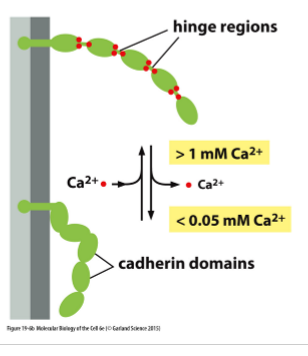 <p>Provides rigidity for homophilic binding</p>