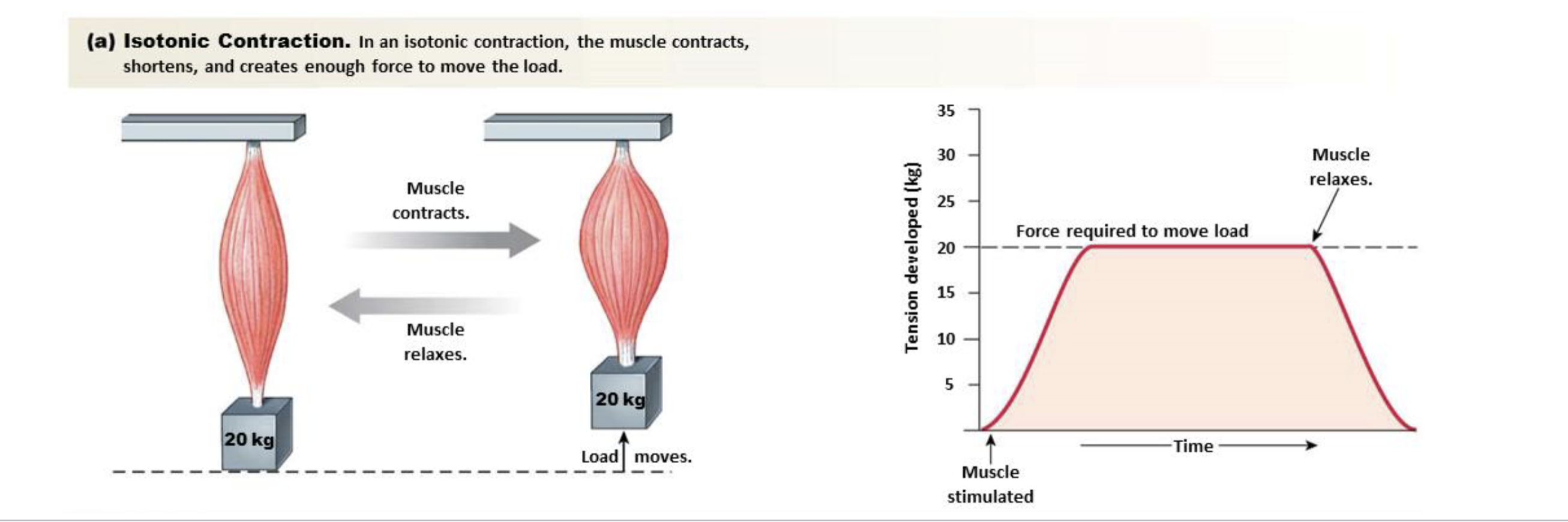 <ul><li><p>Muscle generates a constant tension just greater than any forces opposing it</p></li><li><p>Tonic” = tension</p></li><li><p>Subdivided into two forms</p></li></ul><p>- Concentric</p><p>- Eccentric</p>