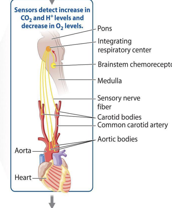 <ul><li><p>sense O2 and proton (H+ ) concentrations of the blood going to the brain.</p></li><li><p><span style="background-color: inherit; line-height: 19.55px; color: windowtext;">At bifurcation of common carotid are carotid bodies</span><span style="line-height: 19.55px; color: windowtext;">&nbsp;</span></p></li><li><p class="Paragraph SCXO76576511 BCX0" style="text-align: left;"><span style="background-color: inherit; line-height: 19.55px; color: windowtext;">Carotid and aortic monitor the oxygen and acid level of the blood going to the brain</span><span style="line-height: 19.55px; color: windowtext;">&nbsp;</span></p></li></ul><p></p>