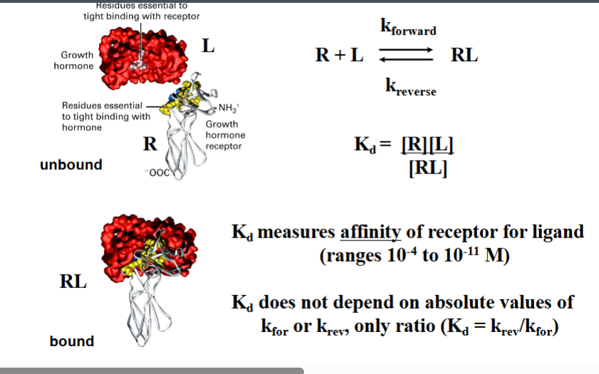 <p><span style="background-color: transparent;"><strong>Receptor–Ligand Specificity and Molecular Complementarity</strong></span></p>
