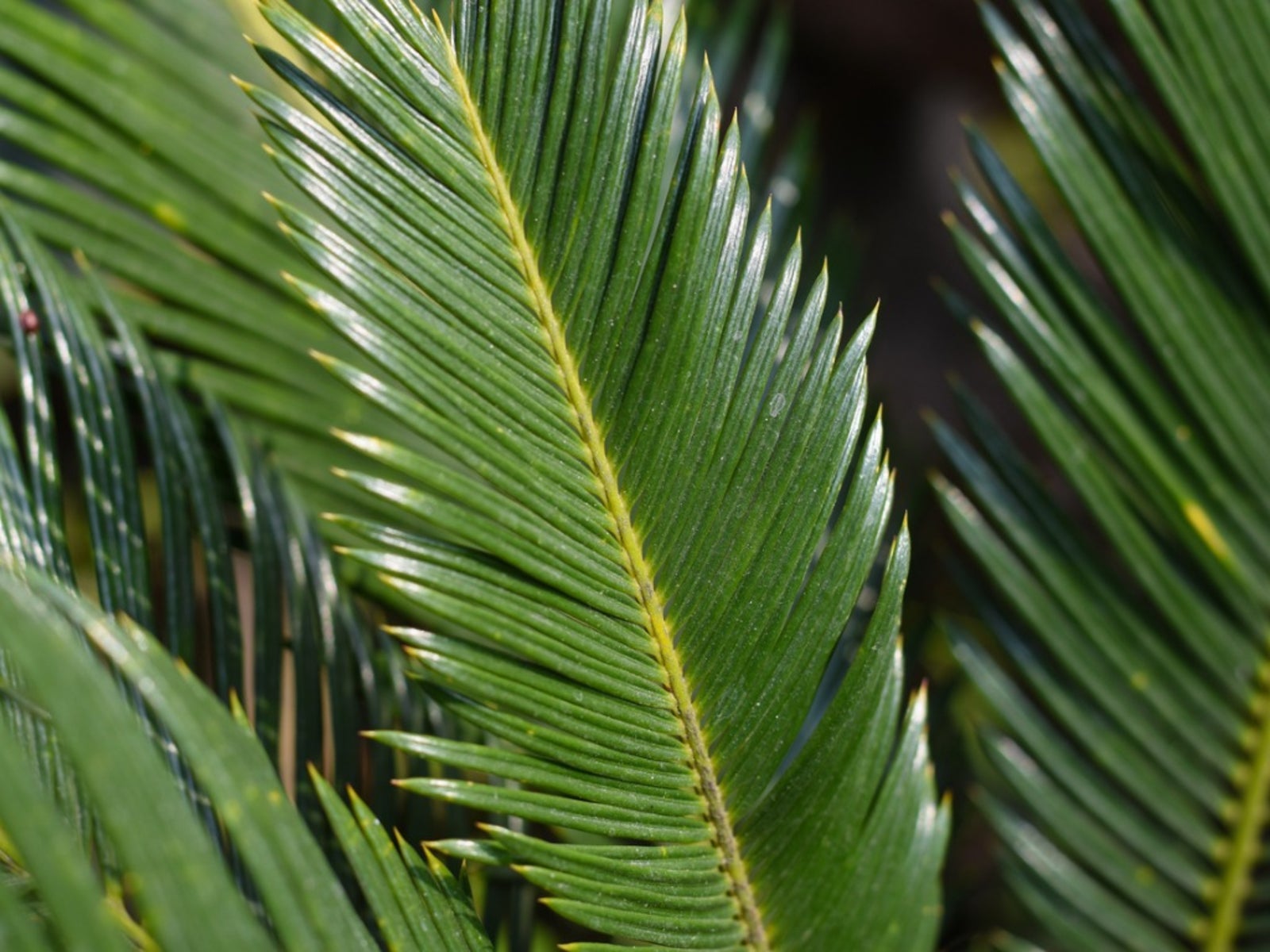<p>Describe the texture and appearance of cycad leaves.</p>