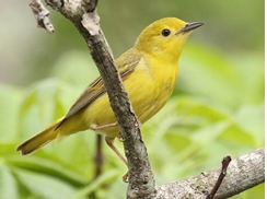 <p>Yellow Warbler</p>