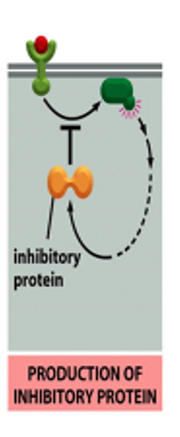 <ol start="5"><li><p>sản xuất protein ức chế</p></li></ol><p></p>