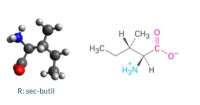 <p>Isoleucina</p>