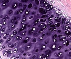 <p>What are the cells?</p>