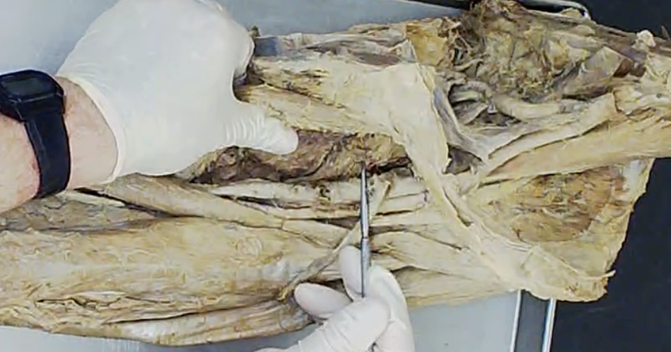 <p>Where the pointer is</p>