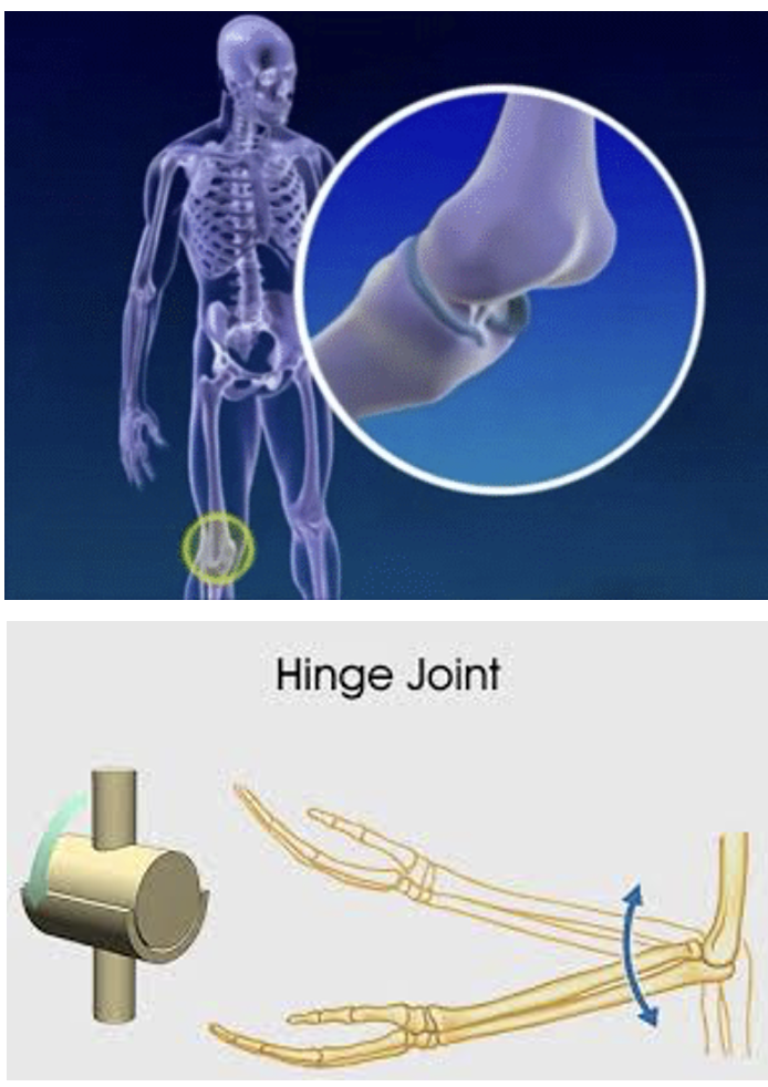 <p><span style="font-family: "Tw Cen MT";"> Hinge joints allow movement in one direction only – just like a door hinge.</span></p><p><span style="font-family: "Tw Cen MT";"> Convex surface of one bone fits into the concave surface of the other</span></p><p><span style="font-family: "Tw Cen MT";"> E.g. elbow and knee.</span></p>