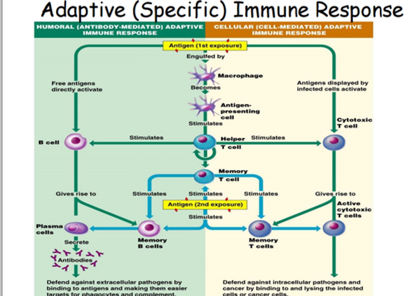 <p>1. Infection</p><p>2. Presentation of antigens</p><p>3. Clonal selection</p><p>4. Proliferation</p><p>5. Differentiation</p>