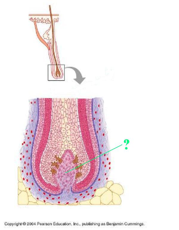 <p>Identify the indicated structure of a hair</p>