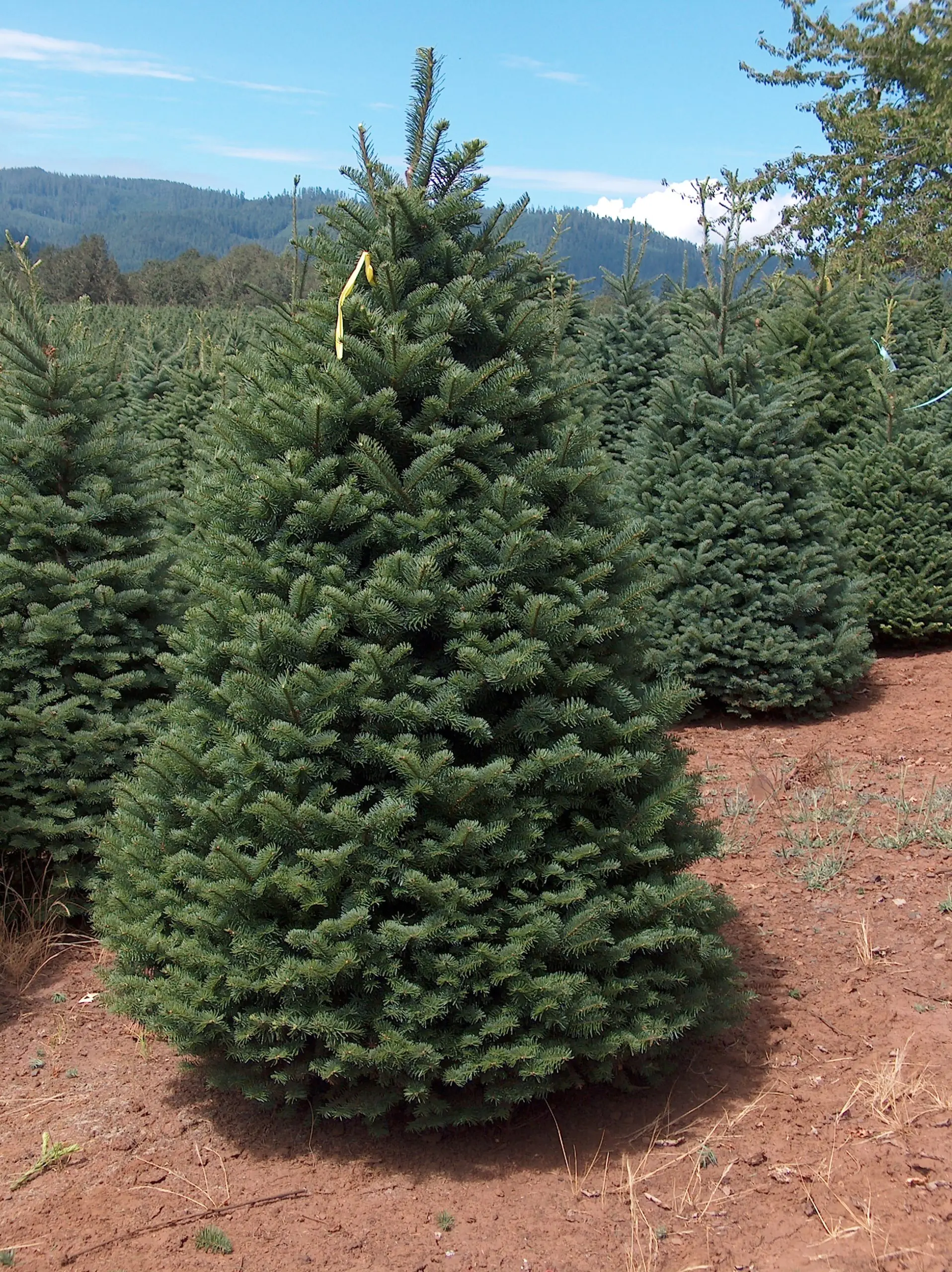 <p>Noble fir:</p><p>Large owl upright cones</p><p>Whiskey spirals on cones </p>