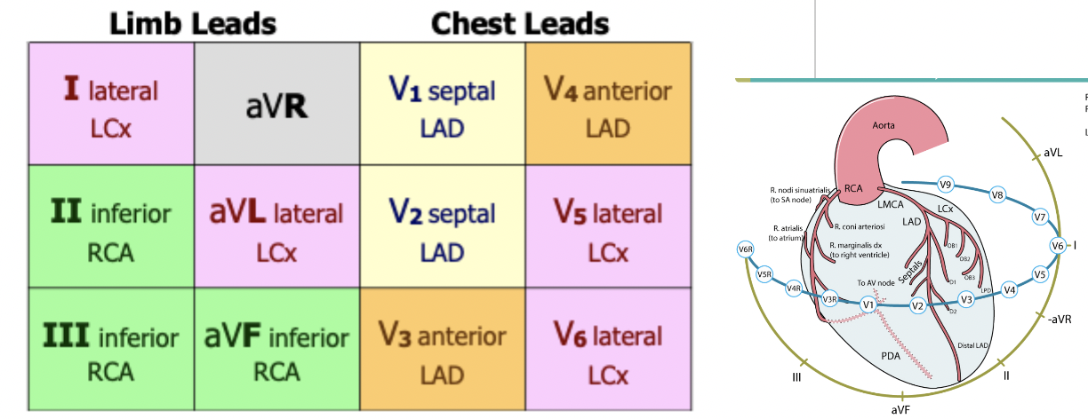 <p>Left Circumflex (LCx)</p>