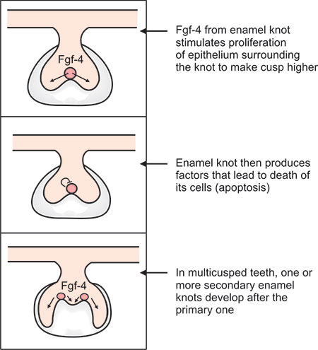 <p>by inducing secondary EKs</p>