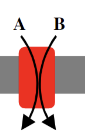 <p>carries 2 different types of molecules or ions in the same direction either both into or out of the cell</p>