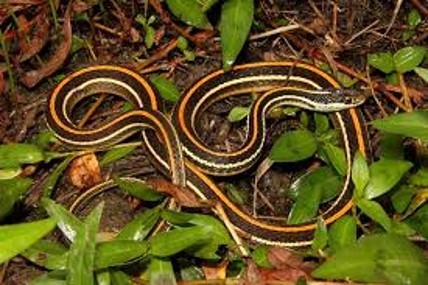 <p><span>Dorsum black, narrow orange middorsal stripe</span></p>