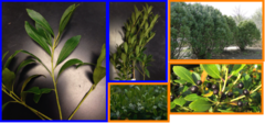 <p>Inkberry holly cvs: Shamrock, Nigra, etc</p>