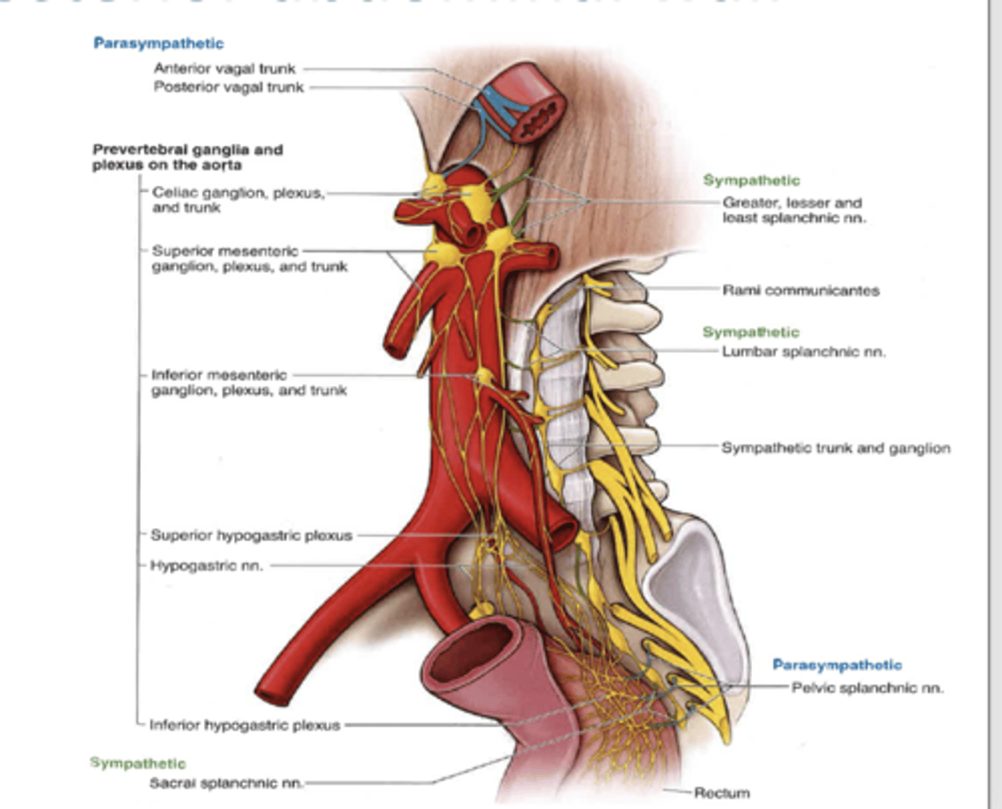 <p>what does the superior mesenteric ganglia innervate? </p>