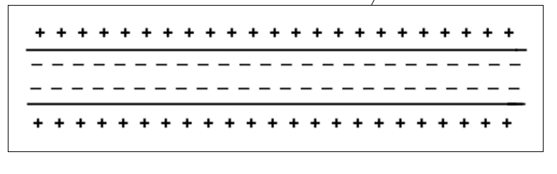 <ul><li><p>fluid inside cell is more negative than fluid outside of the cell</p></li><li><p>the membrane maintains a electrical gradient via polarization</p></li><li><p>some chemicals pass more easily and freely than others</p></li></ul><p></p>