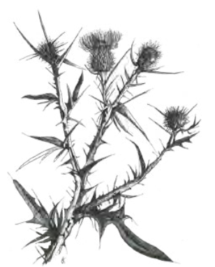 <ul><li><p>type of inflorescence in which branched flower stalks are attached to the main flower stem</p></li></ul><p></p>