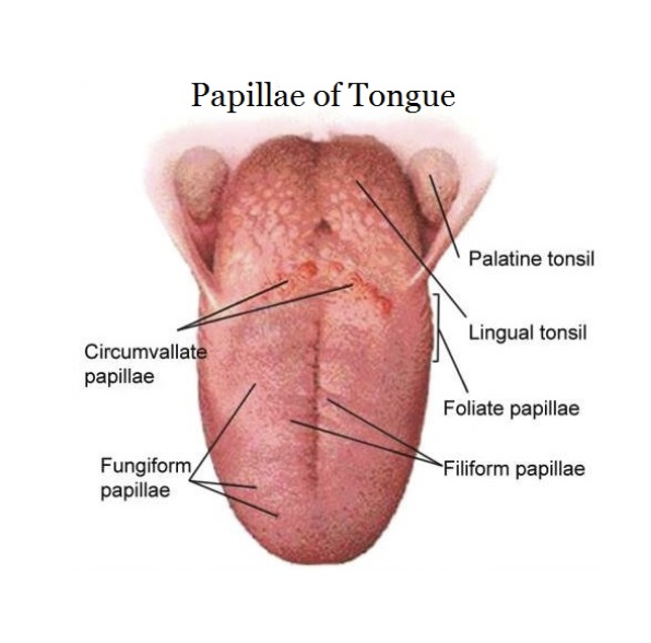 <ol><li><p>filiform- shaped like cones and are found over the entire surface of the tongue giving it its rough appearance </p></li><li><p>fungiform- shaped like mushrooms and are found around the tip and sides of the tongue </p></li><li><p>foliate- a series of folds along the bacl of the tongue on the sides</p></li><li><p>circumvallete- shaped like flat mounds surrounded by a trench and are found at the back of the tongue</p></li></ol><p></p>