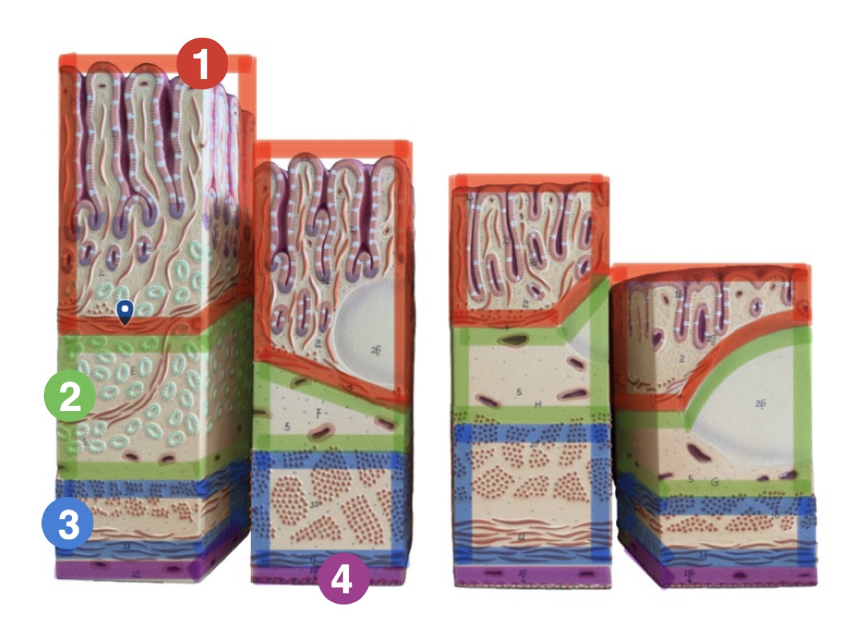 <p>Which tissue layer is (4) pointing to?</p>