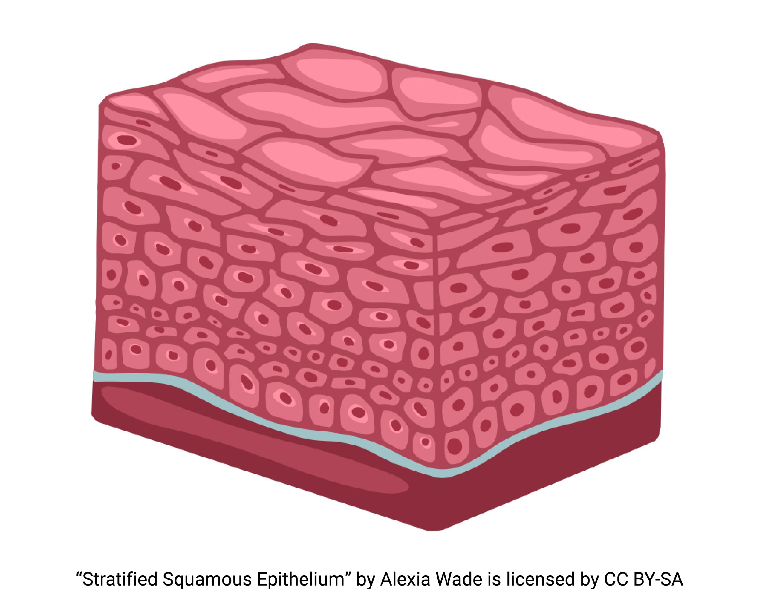 <p>Name the type of tissue on the left. What are cells covered with that function for movement?</p>