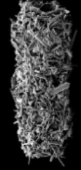 <p>What kingdom does this belong to?(2)</p>