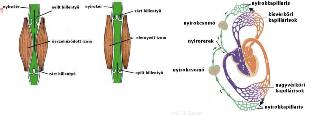 <ul><li><p style="text-align: justify;"><span style="background-color: transparent;">Szerkezete hasonló a vénákéhoz (endothelből álló cső, vékony fal, billentyűkkel a visszaáramlás ellen)</span></p></li><li><p style="text-align: justify;"><span style="background-color: transparent;">A vénás rendszer "mellékpályája„</span></p></li><li><p style="text-align: justify;"><span style="background-color: transparent;">Lefutása: nyirokkapilláris → nyirokér →nyirokcsomó → nyirokér → nyiroktörzs → angulus venosusba torkollik</span></p></li></ul><p></p>