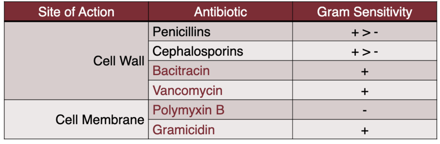 <p>- attack the cell wall and cell membrane</p><p>- red means own medication, black means it is a class of antibiotics</p>