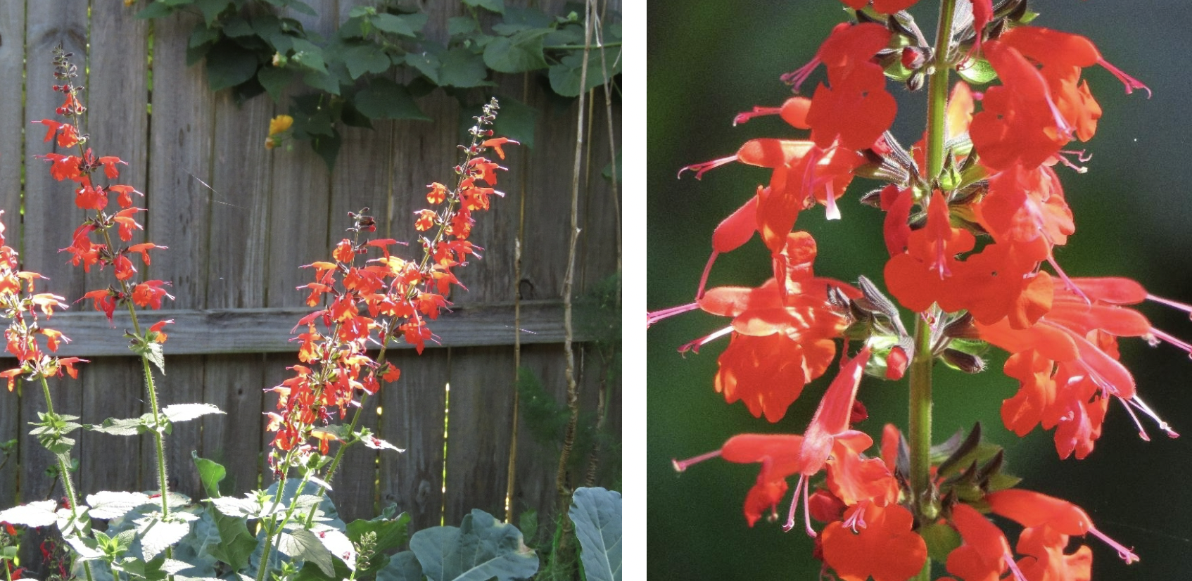 <p>Multiple flowers, each with a short stalk (peduncle) arranged on a central axis is a _ inflorescence</p>