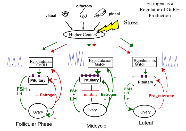 <p>Synthetic estrogen and progestin (a form of progesterone) in the pills travel through the bloodstream to the hypothalamus and the pituitary gland. The estrogen suppresses production of FSH in the pituitary gland so follicle maturation doesn't occur</p>
