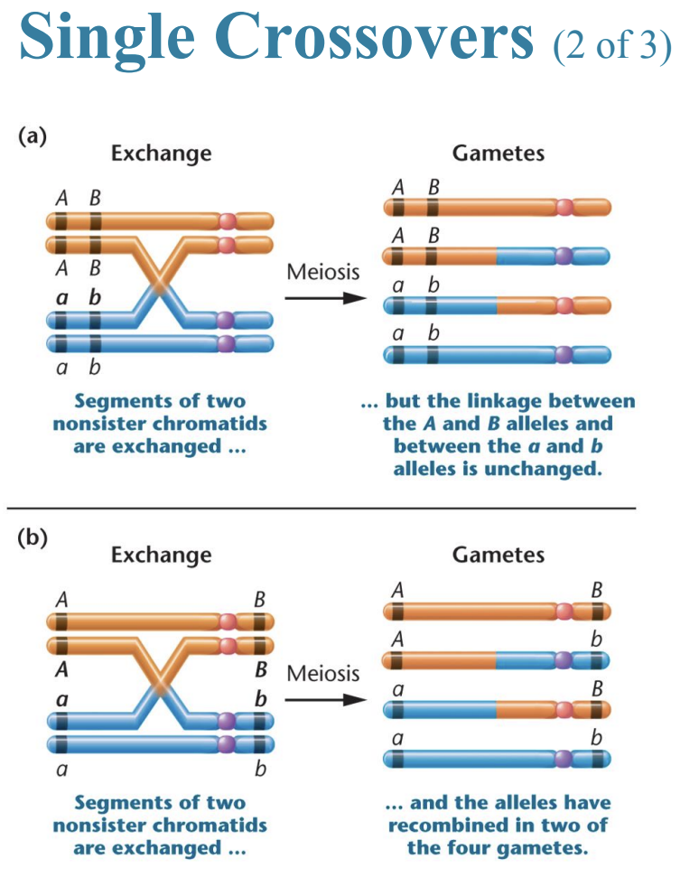 <ul><li><p>Single crossover (SCO)</p></li></ul><p></p>