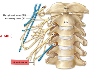 <p>anterior rami of C1-C4 spinal nerves, sensory innervation of skin of neck ear and shoulders, motor innervation of anterior neck muscles</p>