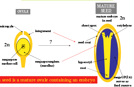 <p>a <strong>mature ovule</strong> containing an <strong>embryo</strong>; embryo + stored food (GP) + seed coat</p>