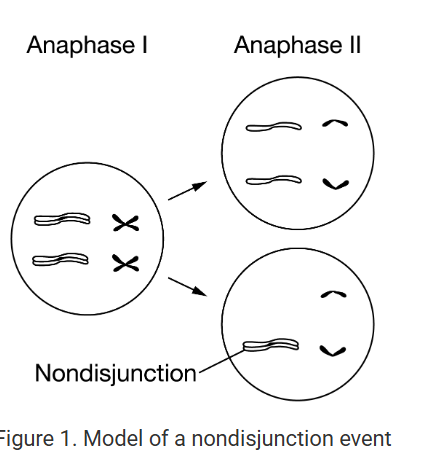 <p><span>A model showing the cells in anaphase I and anaphase II. </span></p><p class="stem_paragraph">Which of the following best predicts the effect of the chromosomal segregation error shown in Figure 1?</p><p><strong>A) </strong>All of the resulting gametes will have an extra chromosome.</p><p><strong>B) </strong>All of the resulting gametes will be missing a chromosome.</p><p><strong>C) </strong>Half of the resulting gametes will have an extra chromosome and the other half will be missing a chromosome.</p><p><strong>D) </strong>Half of the resulting gametes will have the correct number of chromosomes, and the other half will have an incorrect number of chromosomes.<br></p>