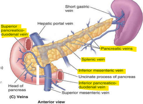 <ul><li><p>arteries: sup (common hepatic → gastroduodenal) + inf. (SMA) pancreaticoduodenal a.</p></li><li><p>veins: PD v., pancreatic v. (splenic → IMV)</p></li><li><p>pancreatosplenic → celiac LN</p></li></ul><p></p>