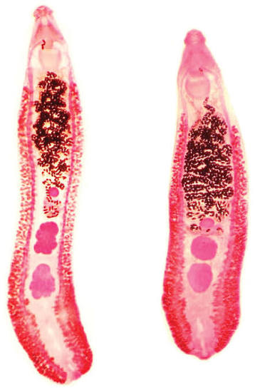 <p>Identify: Found in Cormorant intestine</p>