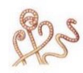 <p>What streptomyces spore-bearing structure is this?</p>