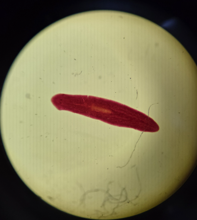 <ul><li><p>Label <strong>gastrovascular cavity, mouth, eyespots, pharynx</strong></p></li><li><p>Free‑living flatworm</p></li></ul><p></p>