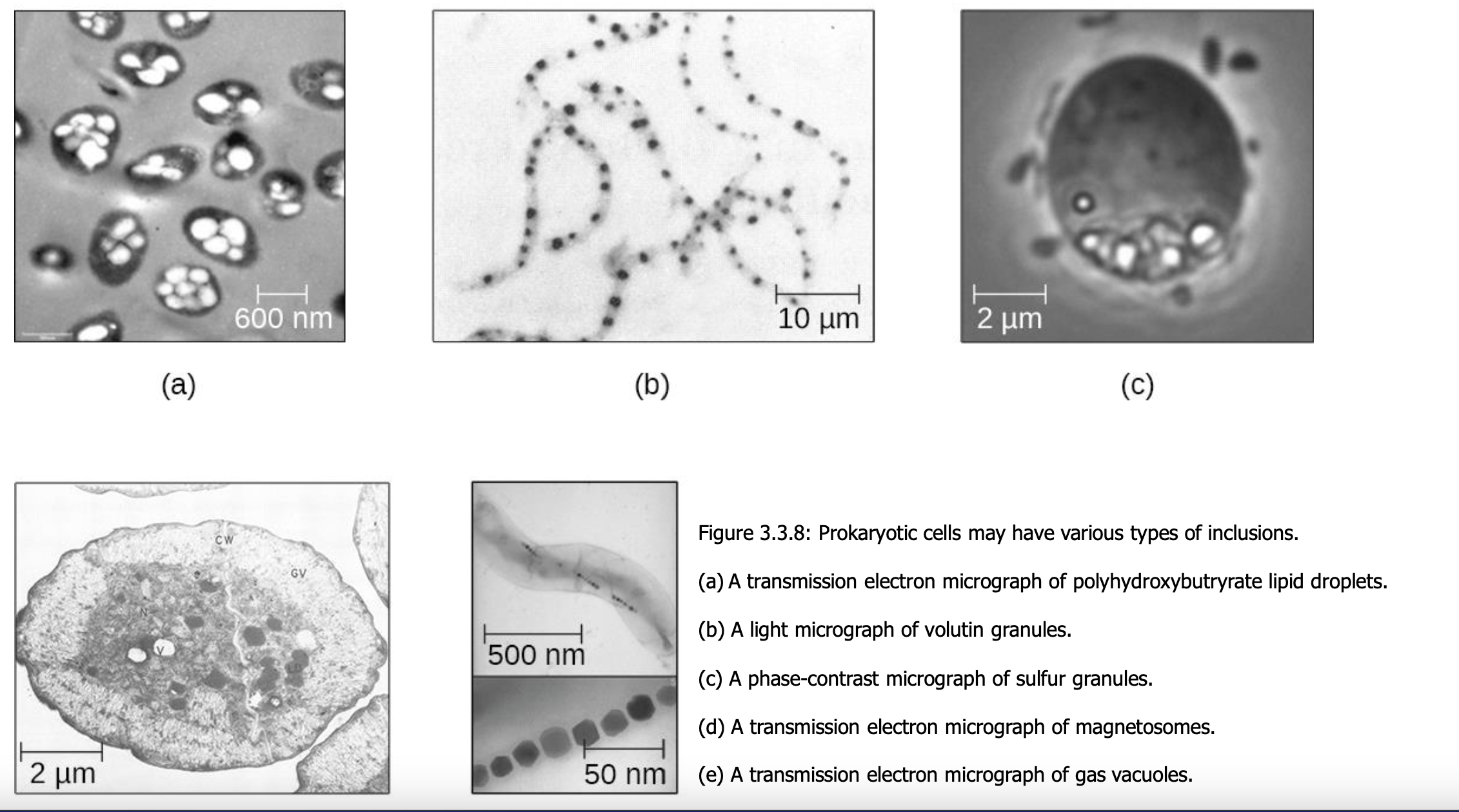 <ul><li><p>Pockets of excess nutrients and other components </p></li><li><p>Some have a phospholipid monolayer and proteins but others don’t </p></li></ul><p></p>