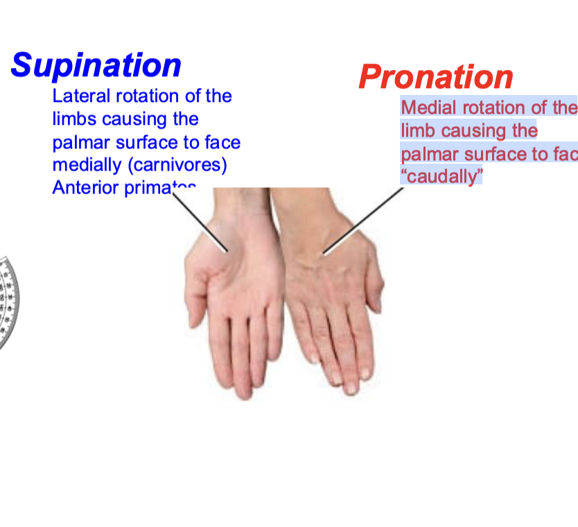 <p>Medial rotation of the</p><p>limb causing the</p><p>palmar surface to face</p><p>“caudally”</p><p></p>