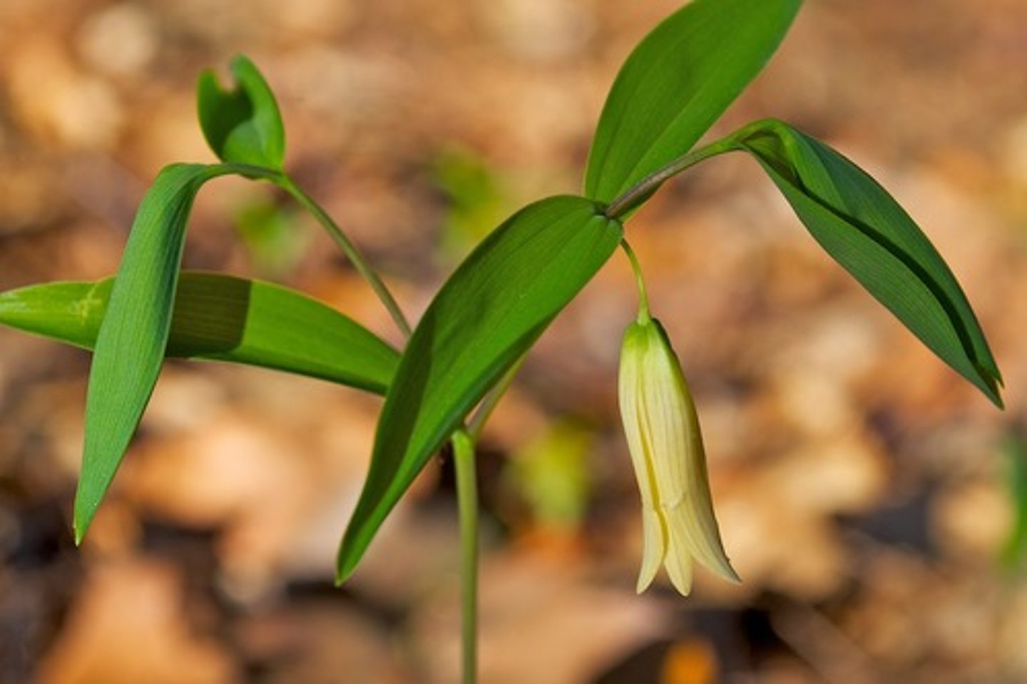 <p>No petiole, no hairs, can branch into a Y shape</p>