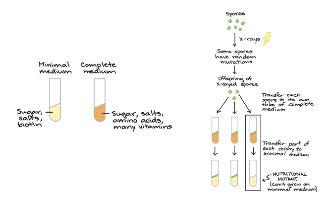 <p>They took two media: 1) minimal medium- sugar, salts, and biotin,  2) complete medium- sugar, salts, amino acids, and many vitamins</p><p>They took spores and subjected them to X-rays, which caused random mutations in some of the spores. </p><p>They let the x-rayed spores reproduce and make offspring. </p><p>They then transferred each of the offspring spores to its own tube of complete medium and then transferred part of each colony to minimal medium. (The nutritional mutant can’t grow on minimal medium. </p><p>The nutritional mutant is transferred to a tube with minimal medium and a full set of vitamins, and doesn’t grow. </p><p>The nutritional mutant is transferred to a tube with minimal medium and 20 amino acids. The mutant is rescued by an amino acid mix→ mutation must block the synthesis of one or more amino acids. </p><p>The mutant is placed in minimal medium with one of the amino acids (20 total tubes). The mutant is rescued by arginine→ mutation must disrupt arginine biosynthesis.</p>