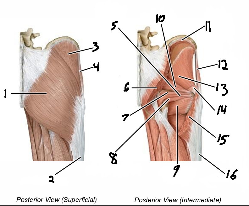 <p>6 (cut)</p>