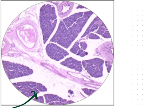 <p>What is this histology slide?</p>