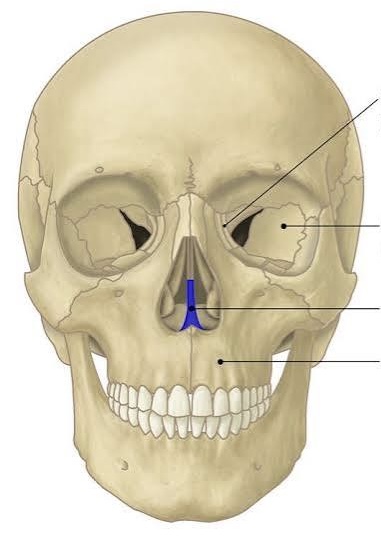 <ul><li><p>plow shaped </p></li><li><p>Part of nasal septum </p></li></ul><p></p>