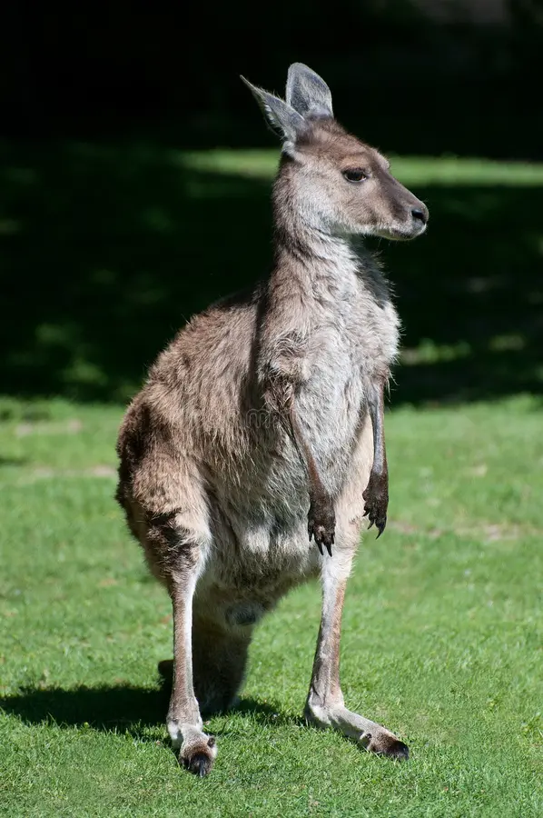 <p>Western Grey Kangaroo</p>