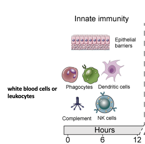 <p><span><strong>Innate&nbsp;</strong>(or “non-specific”) immunity refers to immunity present in the body designed for protection even in the absence of an antigen.&nbsp;</span></p>