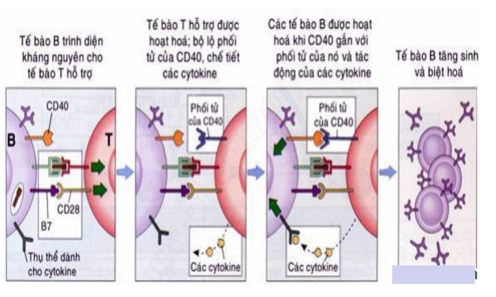 <p>Cơ chế của con đường phụ thuộc thymus</p>