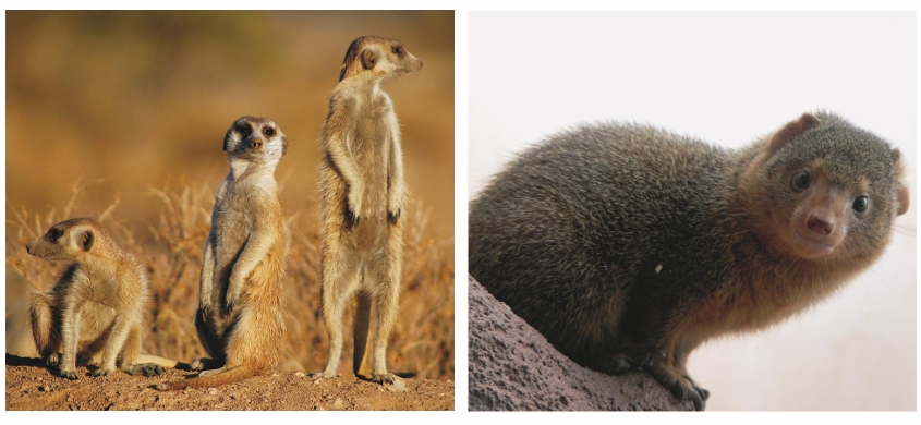 <p>What Family: does the mongooses & meerkats belong to?</p>